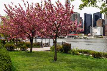 Obraz premium Cherry blossoms on Roosevelt Island in New York.
