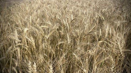 golden wheat field. golden wheat field in summer. close up of wheat ears. backdrop of ripening ears...