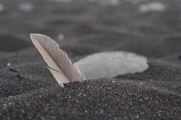 feather on the sand