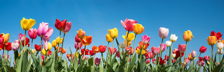 beautiful tulip field panorama with various types, blue sky background
