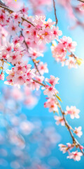 Vertical Cherry Blossoms on a blue sky background.