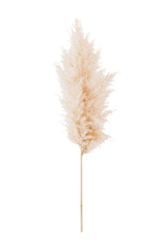 Dried pampas grass design element