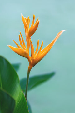 Golden torch heliconia flower (Heliconia psittacorum) on a blue background. Selective focus .