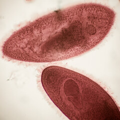 Paramecium is a single-celled organism with a cylindrical body with a round front end, a wider...