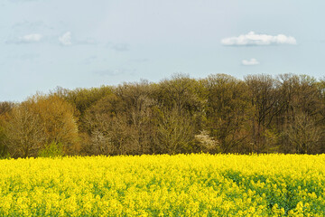 Canola Fields. Blooming canola fields under a blue sky with clouds. Beautiful yellow flowers.