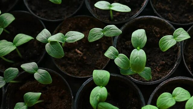 the seedling are growing from the rich soil to the morning sunlight that is shining, seedling, cultivation. agriculture, horticulture. plant growth evolution from seed to sapling, ecology concept. 