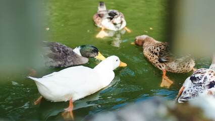 Beautiful ducks eat in the pond in the Aspromonte National Park in Calabria