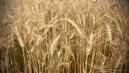 golden wheat field. golden wheat field in summer. close up of wheat ears. backdrop of ripening ears...