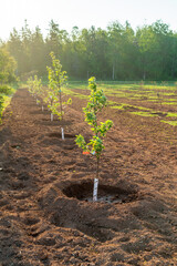 Young apple trees newly planted in a farm orchard. - 788338073