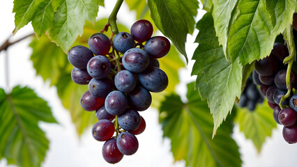 grapes on vine,A bunch of purple grapes hang from a vine with green leaves.