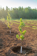 Young apple trees newly planted in a farm orchard. - 788338079