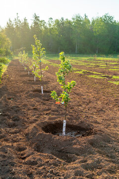Young apple trees newly planted in a farm orchard.