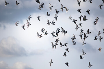 group homing pigeon flying against cloudy sky