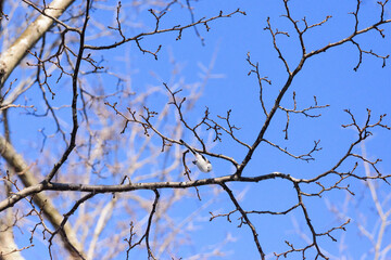 冬のシマエナガ