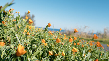 Orange Small Flowers In The Meadow Field For Spring in Sicily