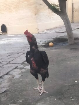 aseel rooster and hen
