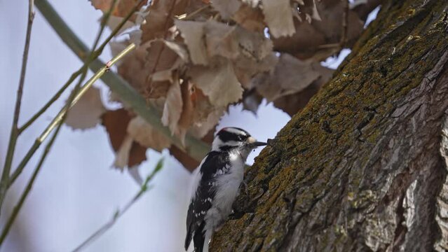 Downy Woodpecker digging in the the bark on a tree as it searches for food.