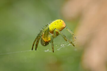 Cucumber Green Spider Araniella cucurbitina