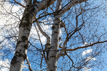 View of large birch trees in the spring with buds but no leaves against a blue sky with white wispy clouds. - 788347267