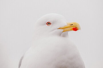Close-up portrait of a sea gull 
