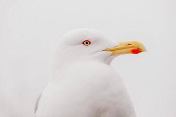 Close-up portrait of a sea gull 