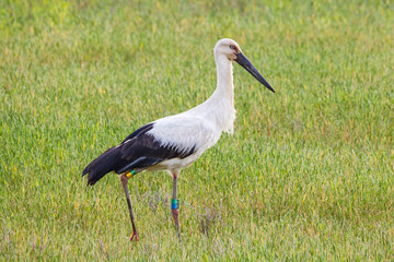 田んぼで餌を探すコウノトリ 鸛