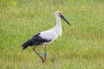 田んぼで餌を探すコウノトリ 鸛