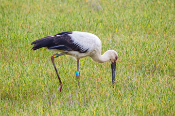 田んぼで餌を探すコウノトリ 鸛