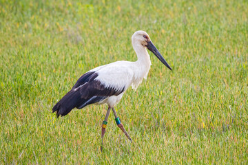 田んぼで餌を探すコウノトリ 鸛