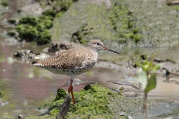 Common Redshank (Tringa totanus) walking in mangrove forest