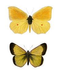 Vintage yellow butterflies png, remix from artworks by Charles Dessalines D'orbigny - obrazy, fototapety, plakaty