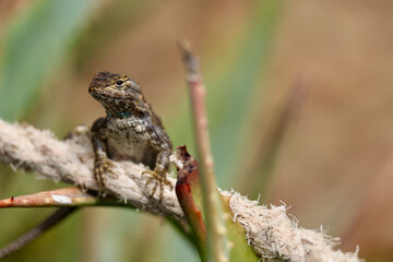 close up of a lizard in the garden
