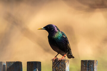 black starling bird sitting on a fence in a spring sunny garden