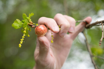 Nature enthusiast holding Oak apple, gall against lush greenery caused chemicals injected by larva...