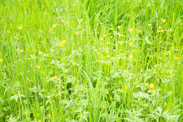 green fresh spring grass swaying, flutter in strong wind, stormy weather, Wind Gusts, natural blurred background, summertime season