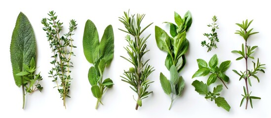 Freshly picked herbs arranged on a white background. - obrazy, fototapety, plakaty