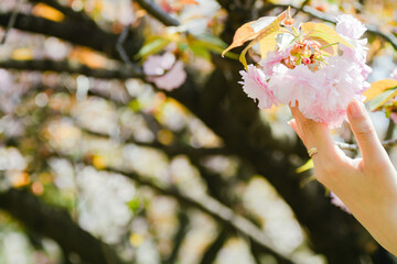 桜に手を伸ばす手