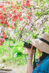 農業公園に咲く美しい桃を撮る女性