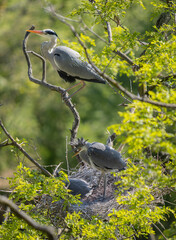 Grey heron on the nest. Heron feed the chicks.