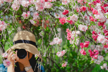 農業公園に咲く美しい桃を撮る女性