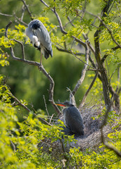 Grey heron on the nest. Heron feed the chicks. - obrazy, fototapety, plakaty