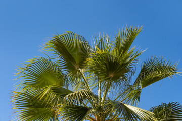 tropical leaf African Sabal fan palm gracefully sways on blue sky, natural beauty tropics,...