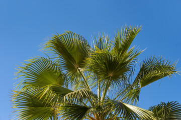 tropical leaf African Sabal fan palm gracefully sways on blue sky, natural beauty tropics, transcendence infinity tropical background, banner for travel agencies, hotels, airlines, food and beverages