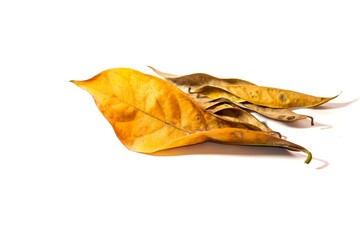 Photo of leaf dried yellow leaf on white background with isolated concept.