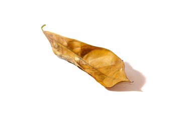 Dried leaf put on white background with isolated concept.