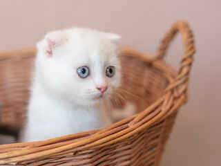 Fototapeta na wymiar a white British kitten with multicolored eyes