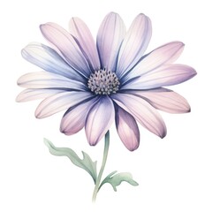 Fototapeta premium Osteospermum flower watercolor illustration. Floral blooming blossom painting on white background