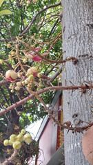 Admire the Majestic Cannonball Tree in Thai Garden.