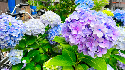 Colorful hydrangea flowers at Tokyo, Japan