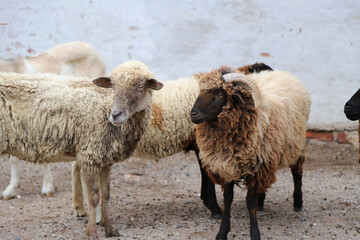 Flock of sheep and ram.  Domestic farm animals. Sheep cattle.